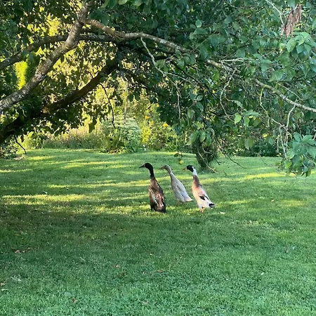 Gartenblick Lejlighed Blankenheim (North Rhine-Westphalia)